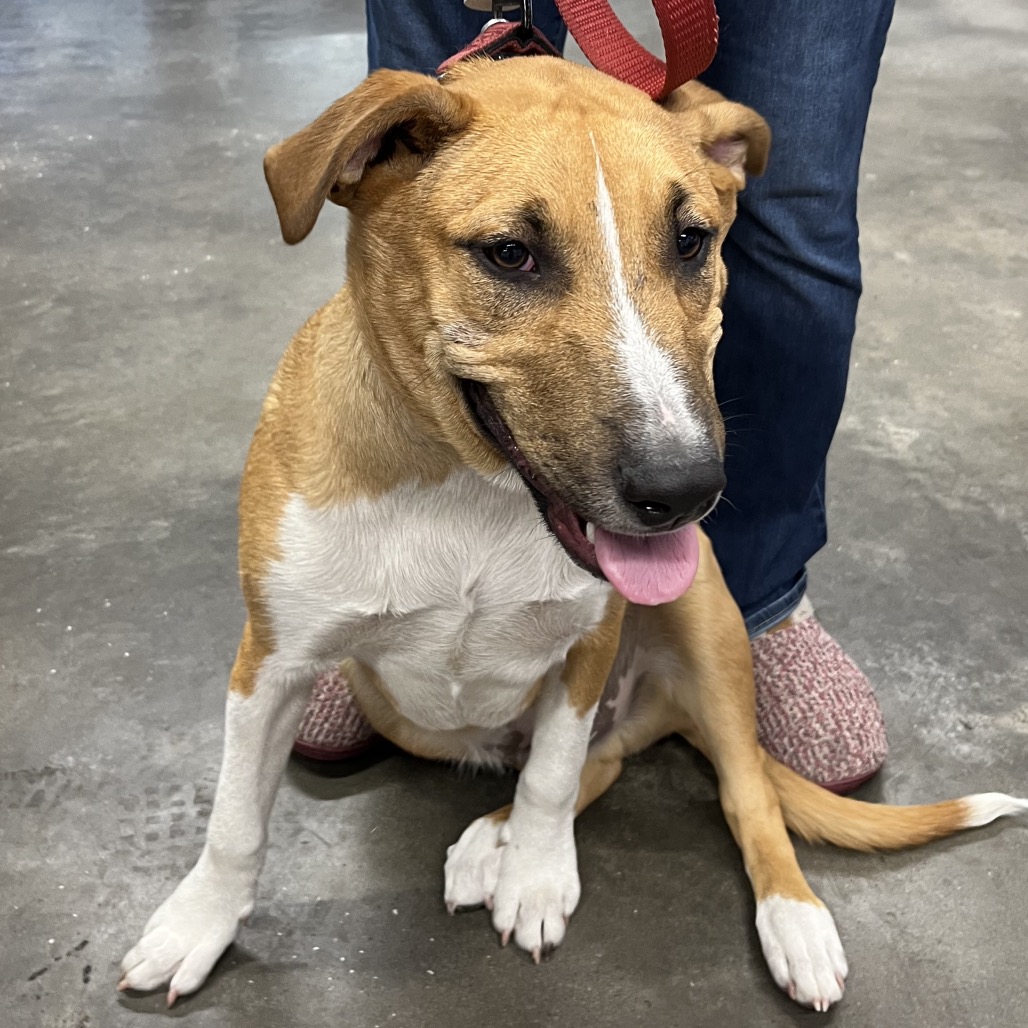 Niko — thumbnail 2