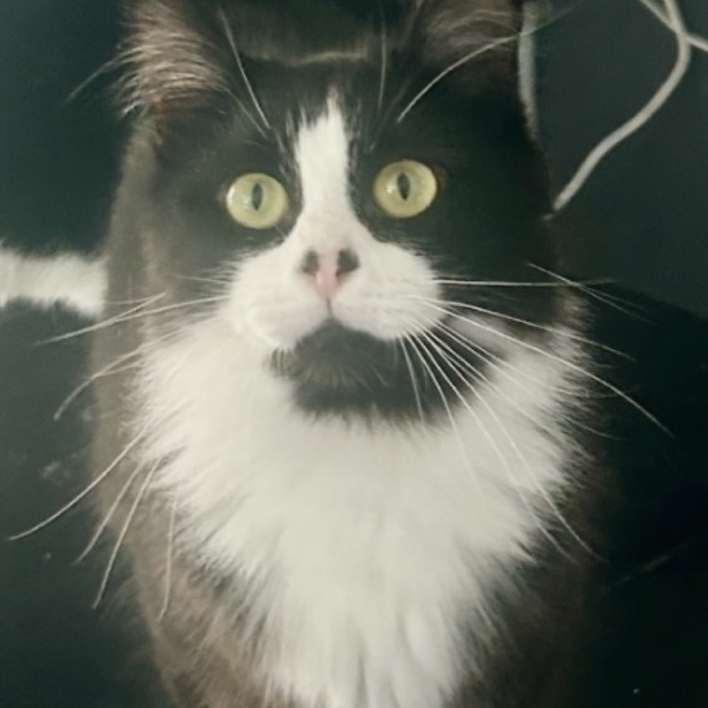 Dexter, an adoptable cat