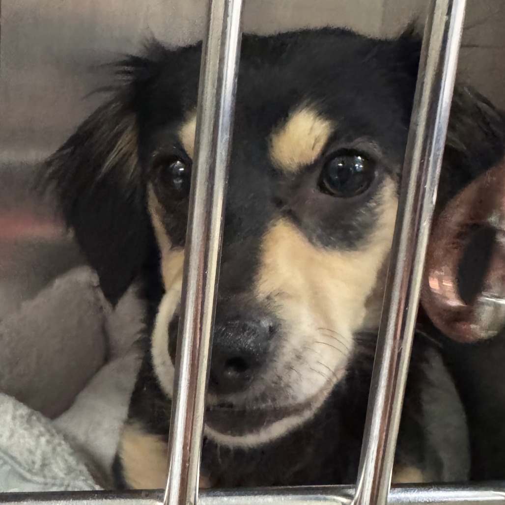 Pawberry — thumbnail 2