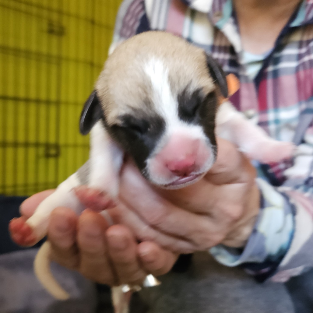 Tommy — thumbnail 2