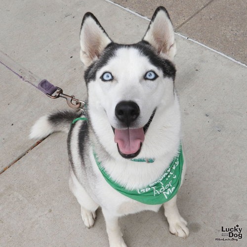 LUNA - Husky available for adoption