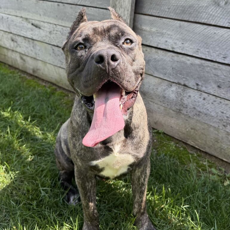 GREGORY - Mastiff / Cane Corso for adoption in Dayton