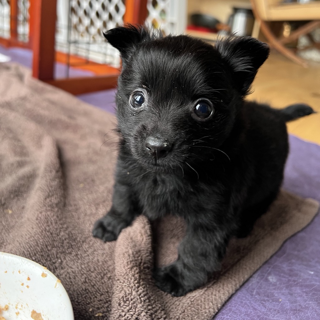 Pomeranian