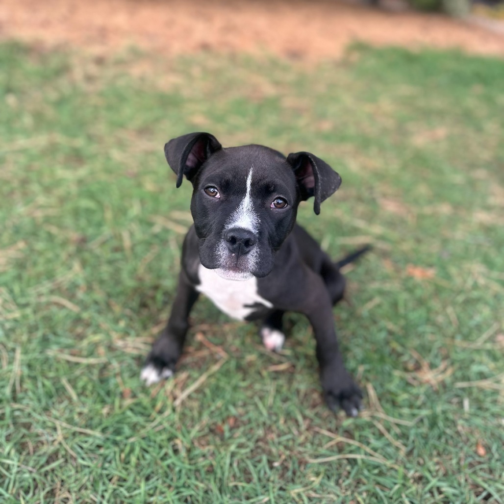Hoover--In Foster***ADOPTION PENDING***