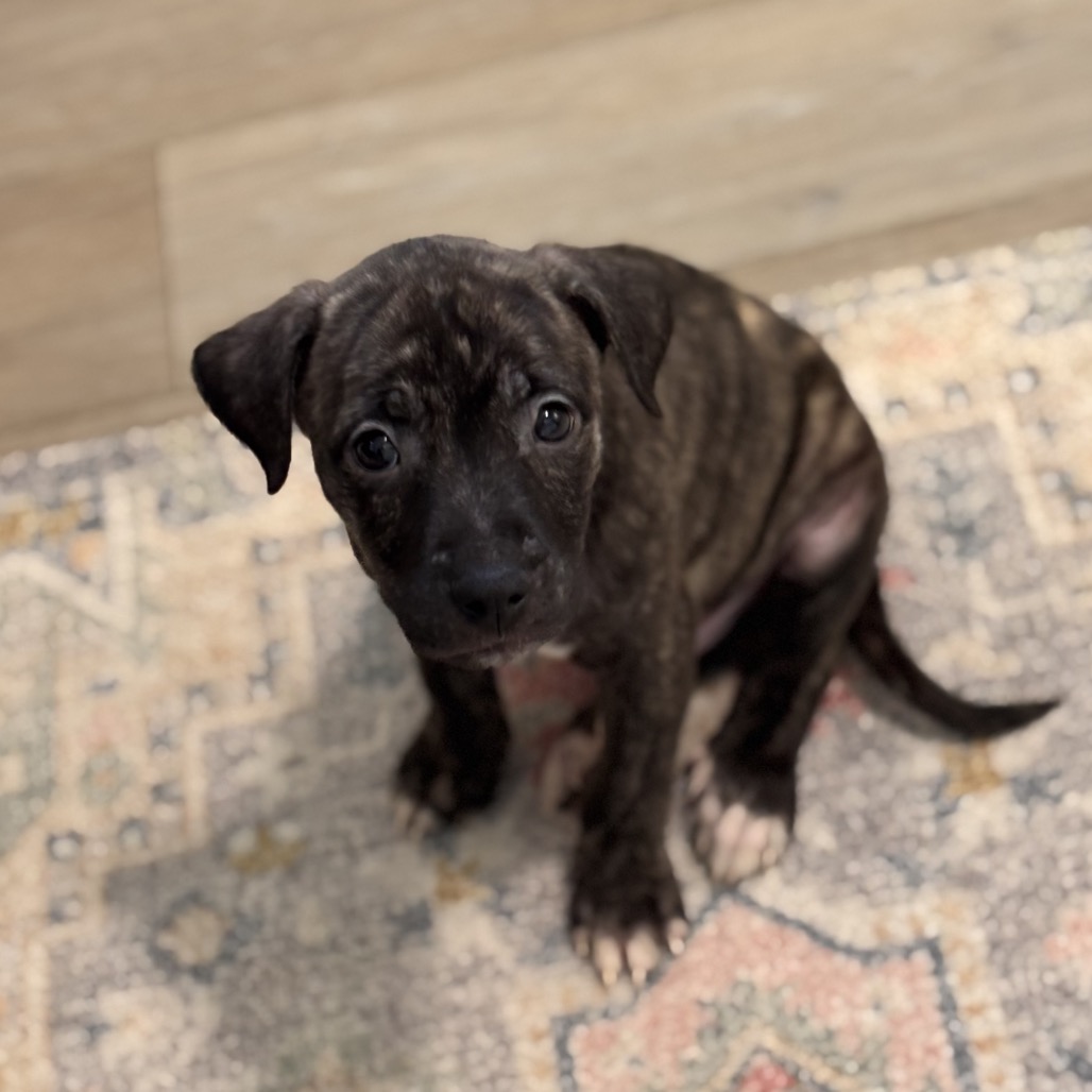 Rolo, photo 3