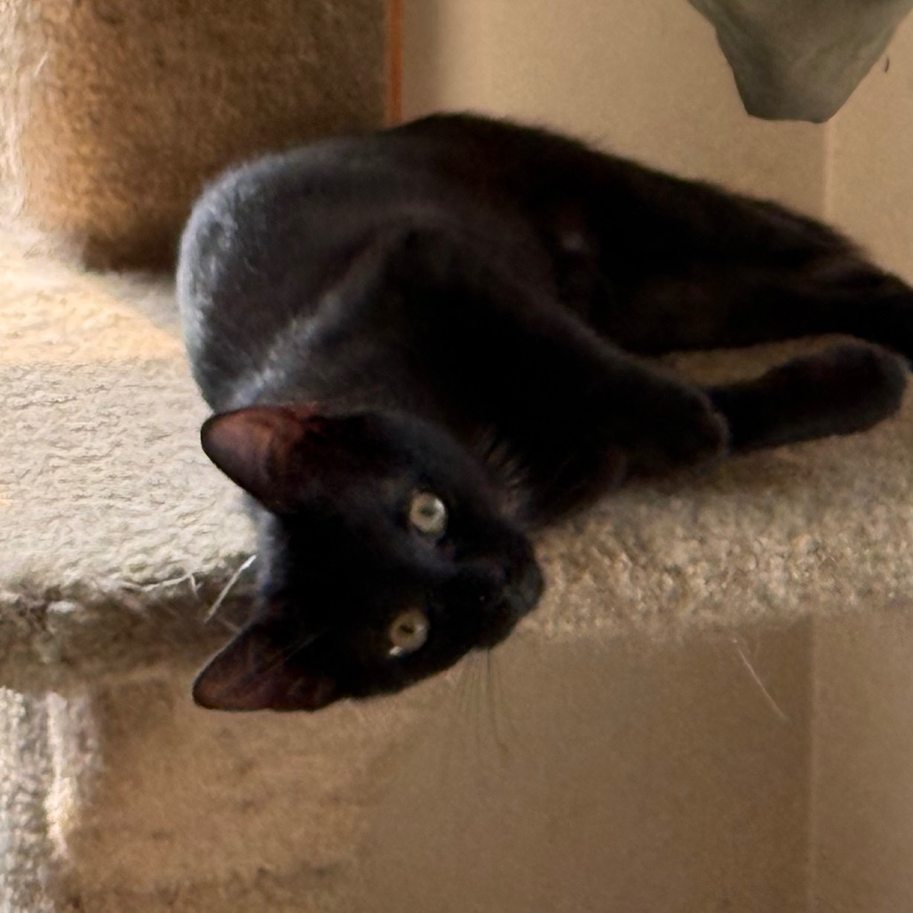 MOCA - Domestic Shorthair available for adoption