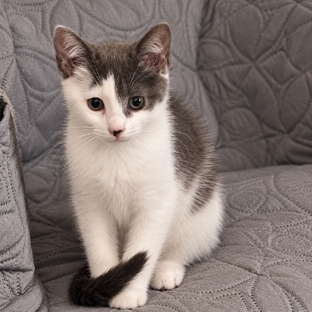 BEAR - Domestic Shorthair available for adoption