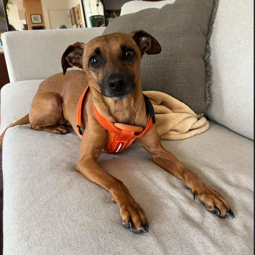 Josie (Courtesy Post) — thumbnail 5