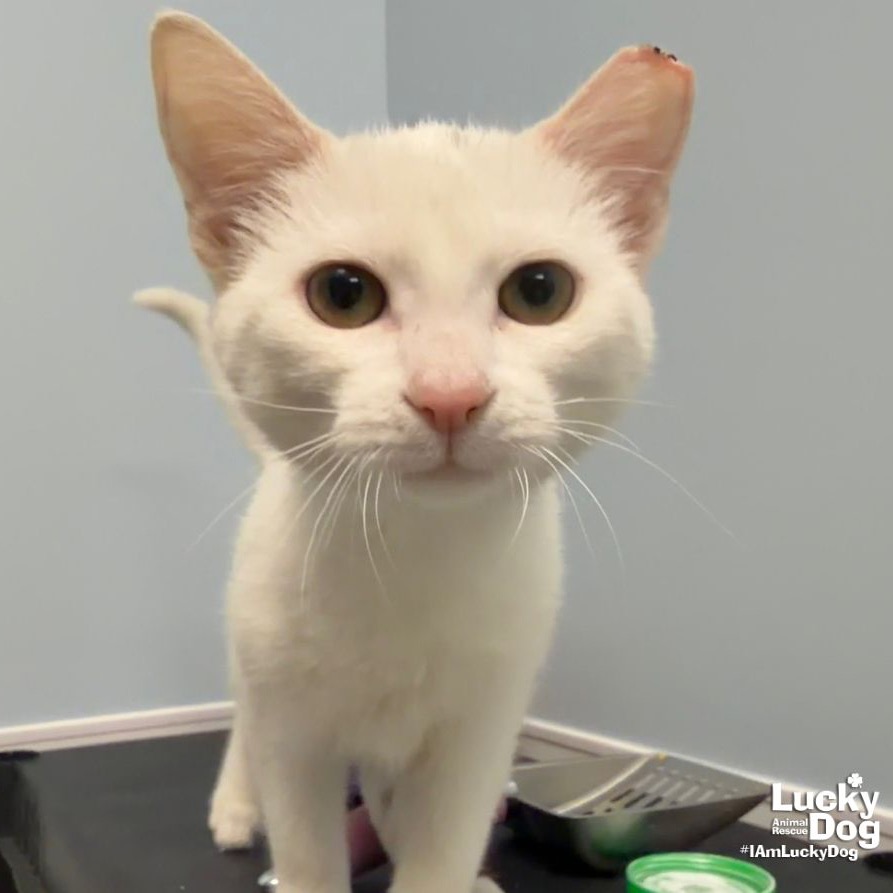 CUPCAKE - Domestic Shorthair available for adoption