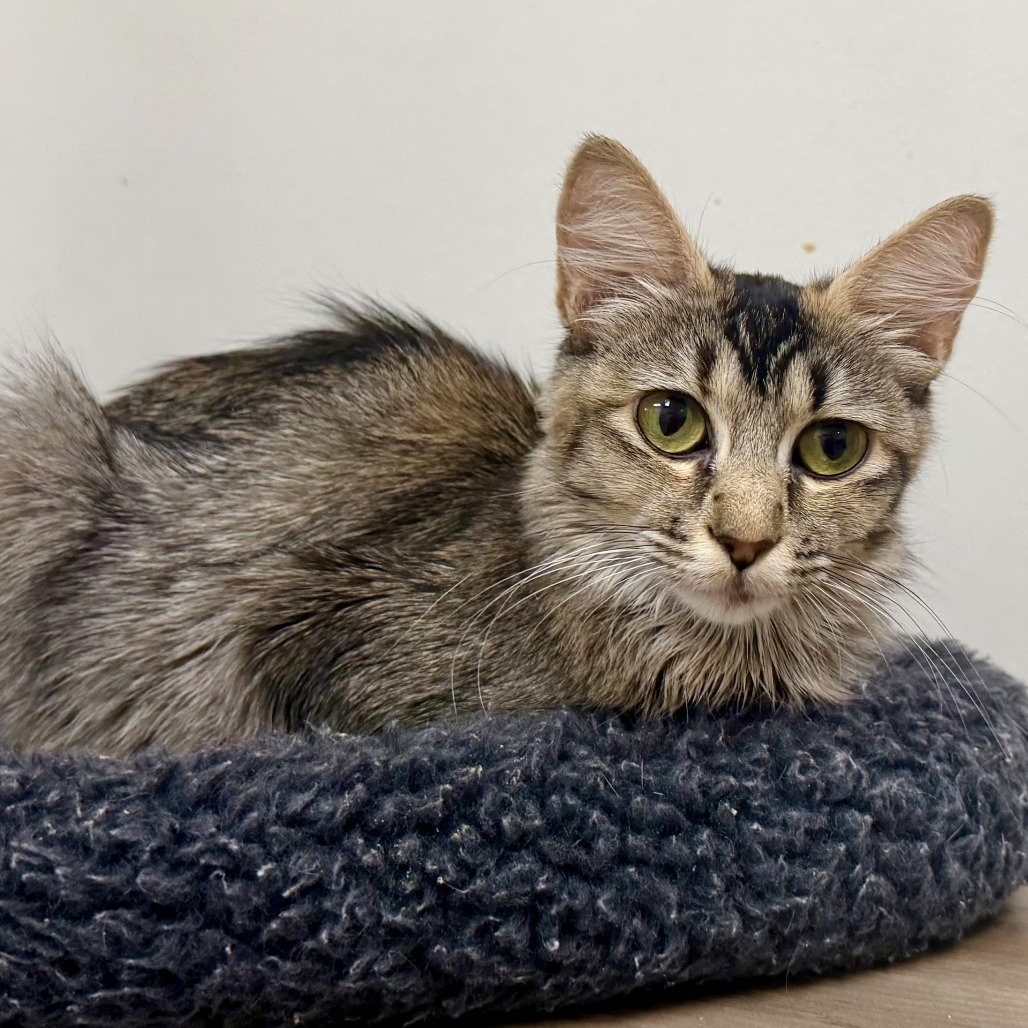 ARDILLA - Domestic Medium Hair / Domestic Medium Hair available for adoption