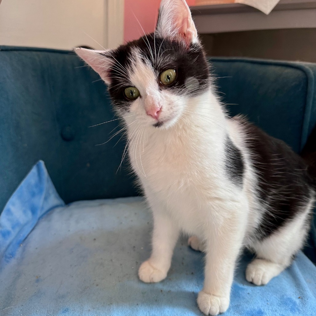 Penny — thumbnail 5