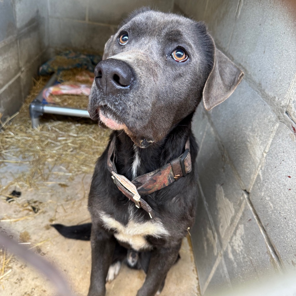 Tusc Stray 83295 2 3