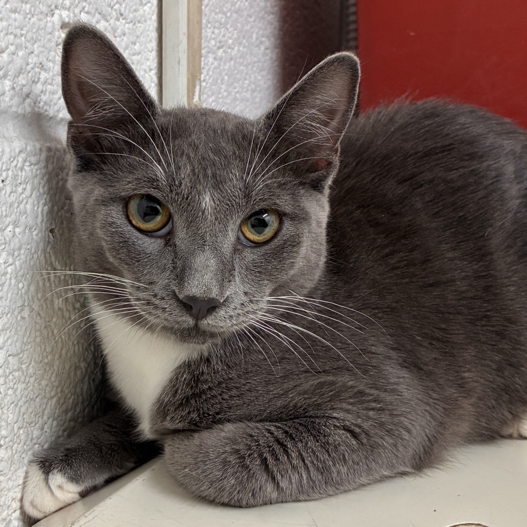 CLOVER - American Shorthair available for adoption