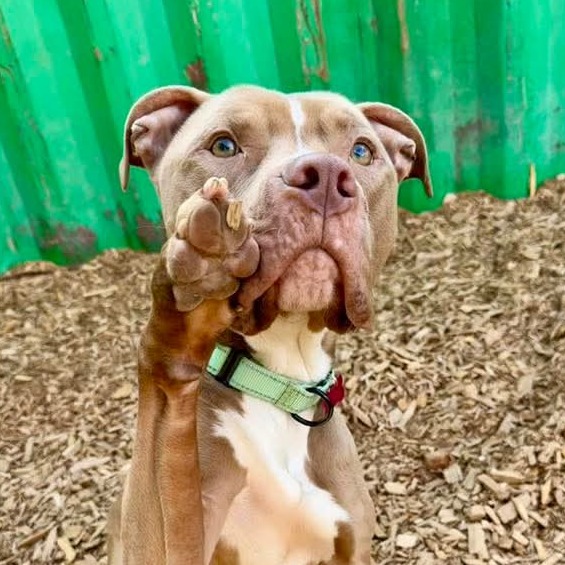 Pit Bull