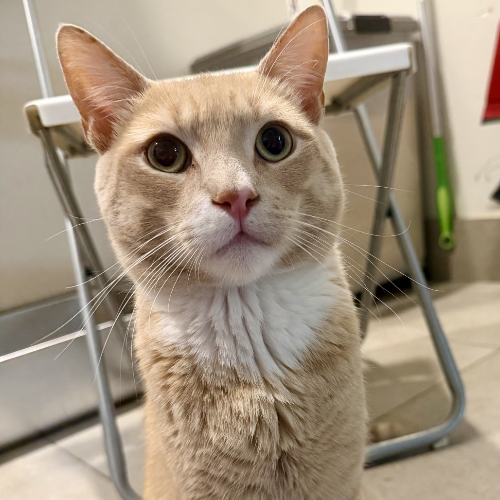 FREDDIE - Domestic Shorthair available for adoption