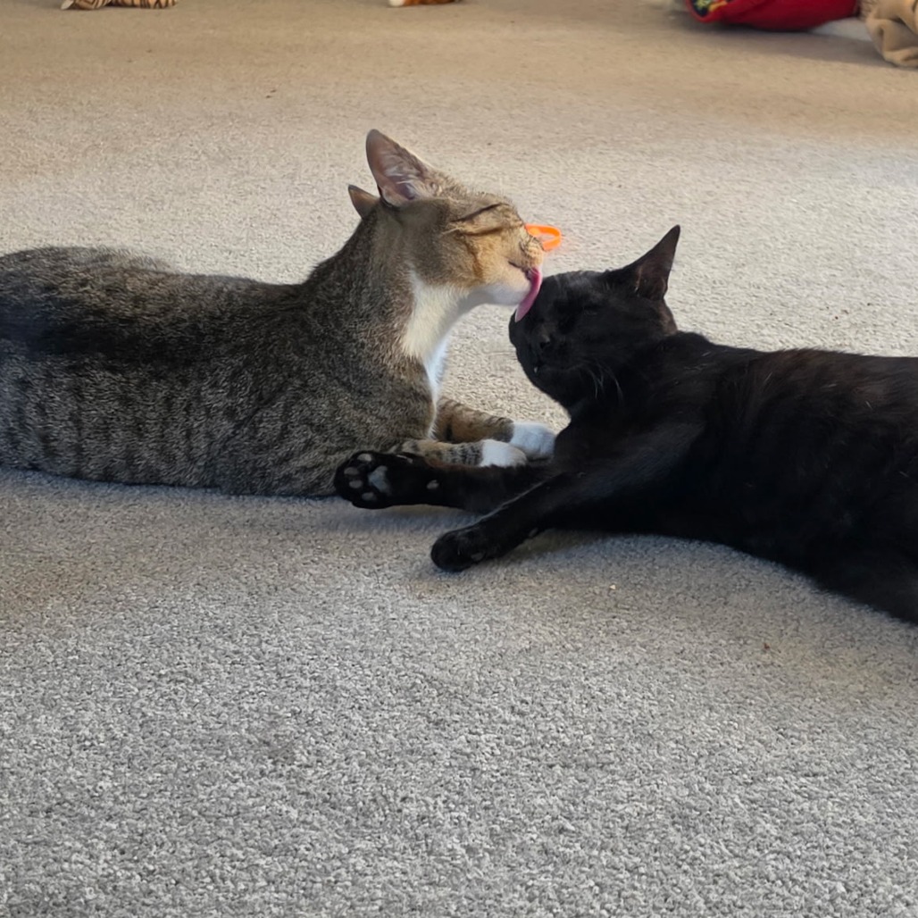 Linguine Le Chat (FIV) & Colette Le Chat (FIV), photo 2