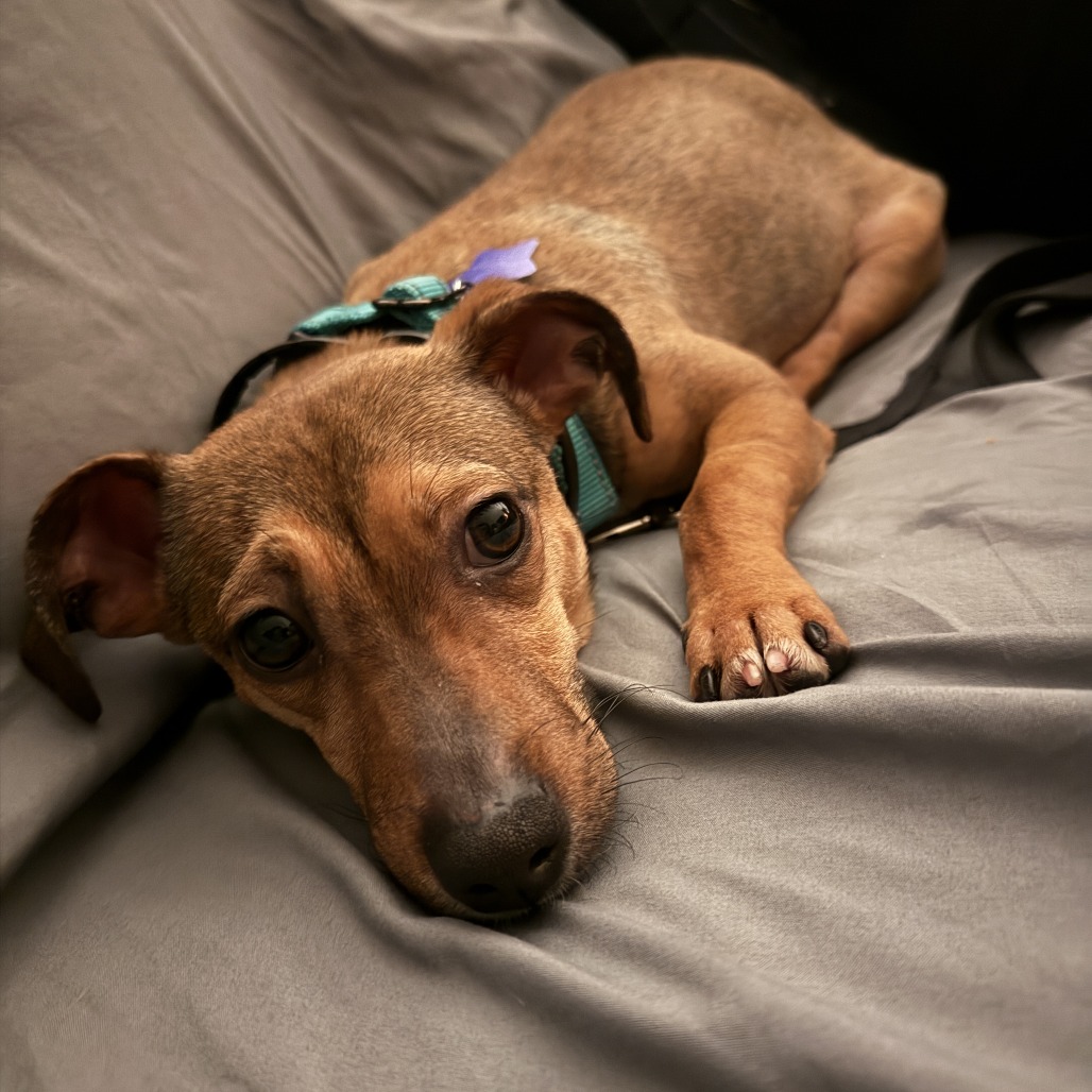 Ryder — thumbnail 5