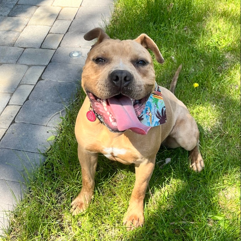 August (Auggie)