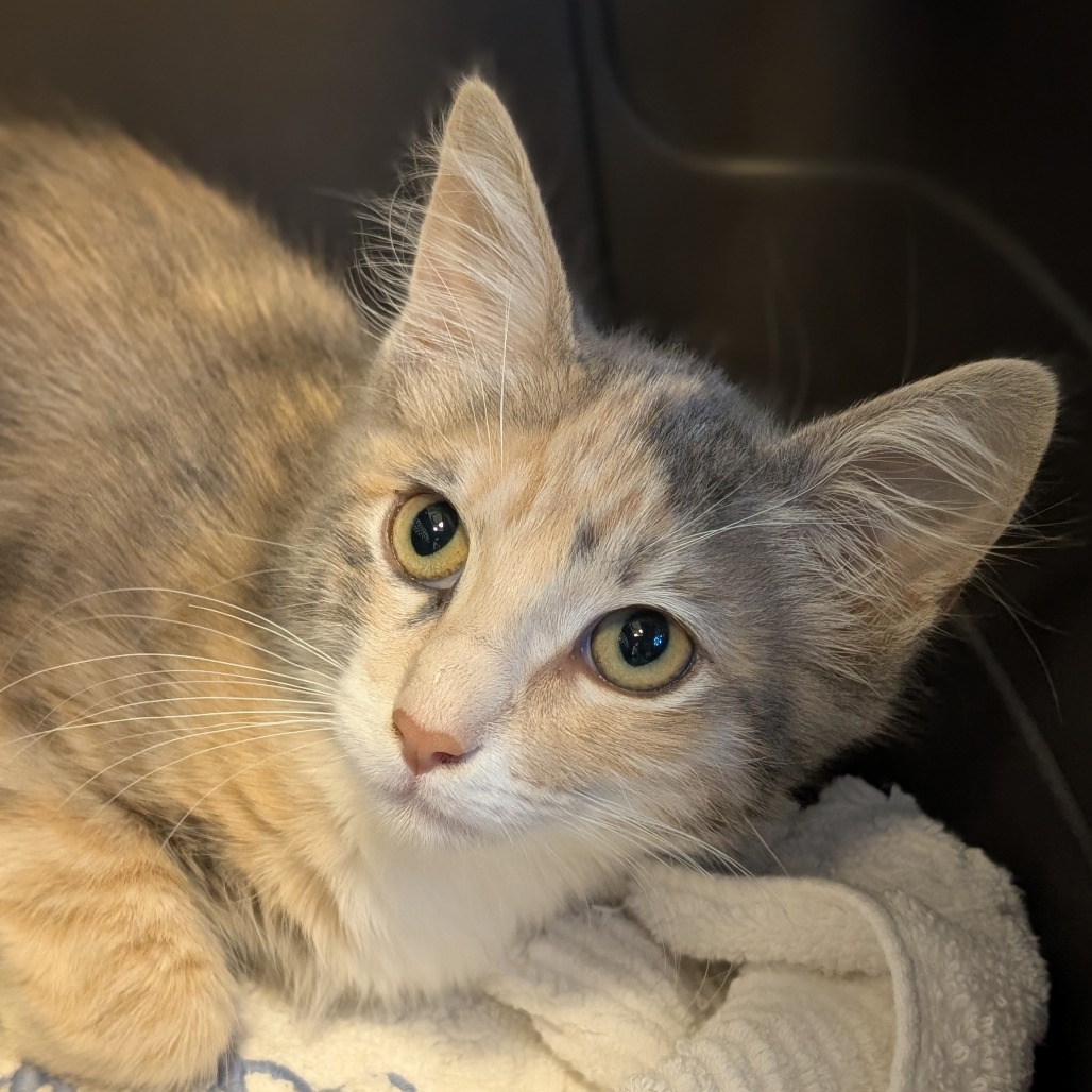 HERMIONE - Domestic Medium Hair available for adoption