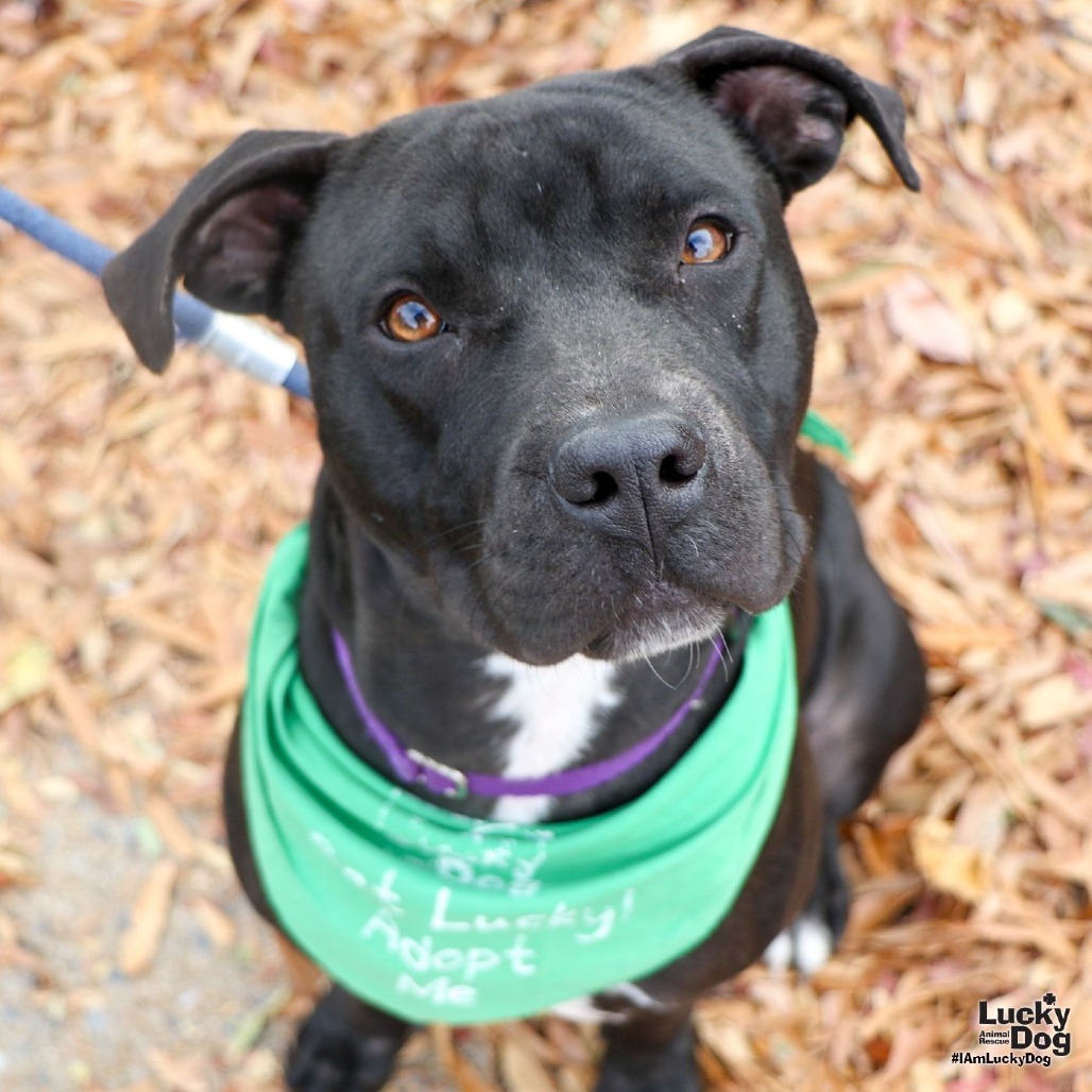 STELLA - Retriever, Labrador / Terrier available for adoption