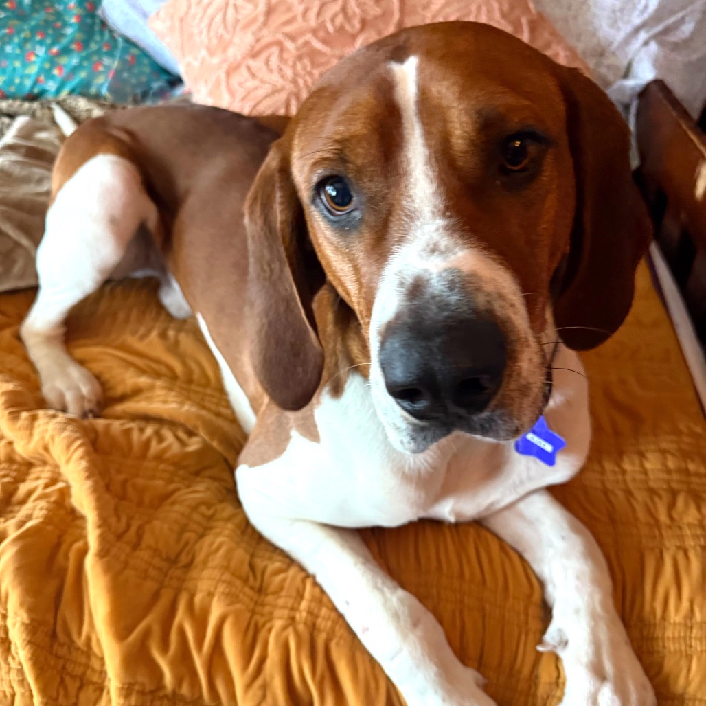 Ajax — thumbnail 5