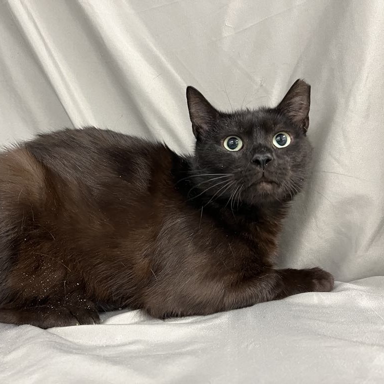 Ebon — thumbnail 3