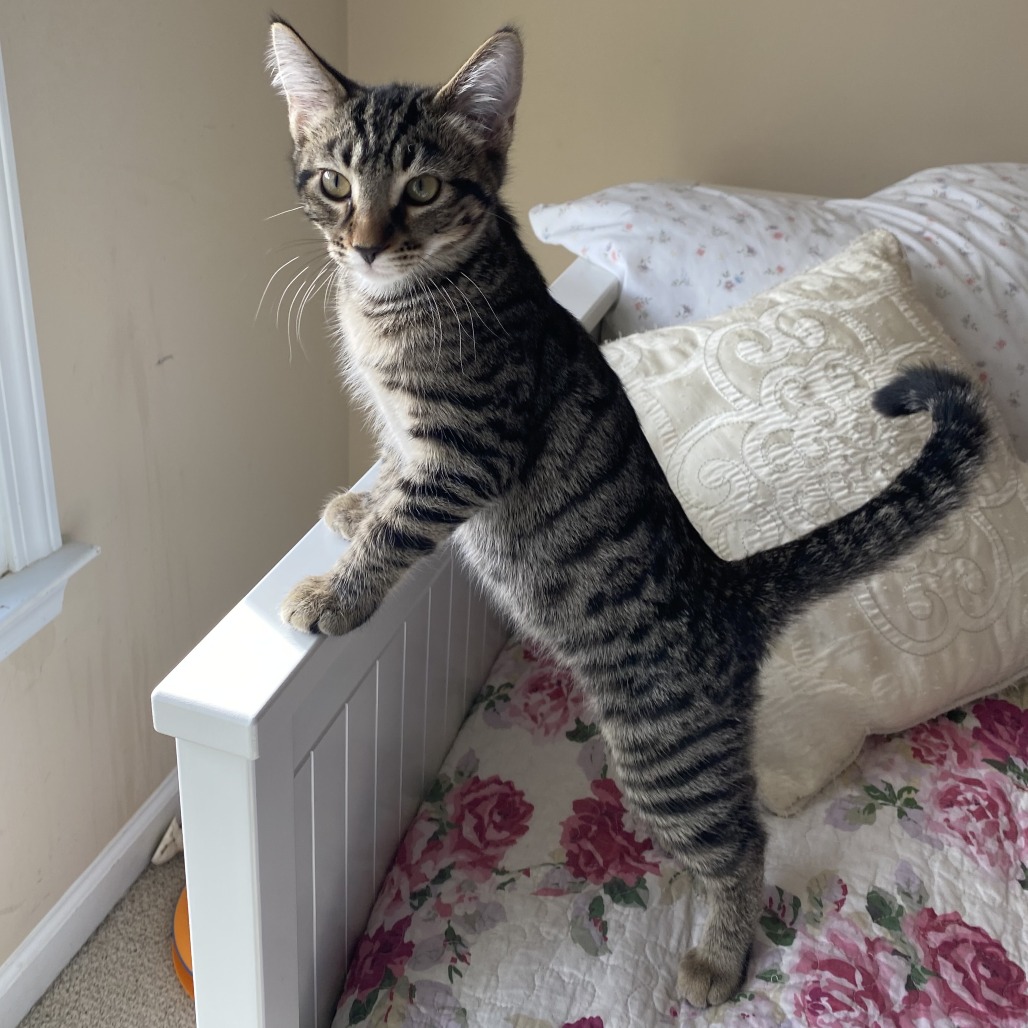 CARDAMOM - Domestic Shorthair available for adoption