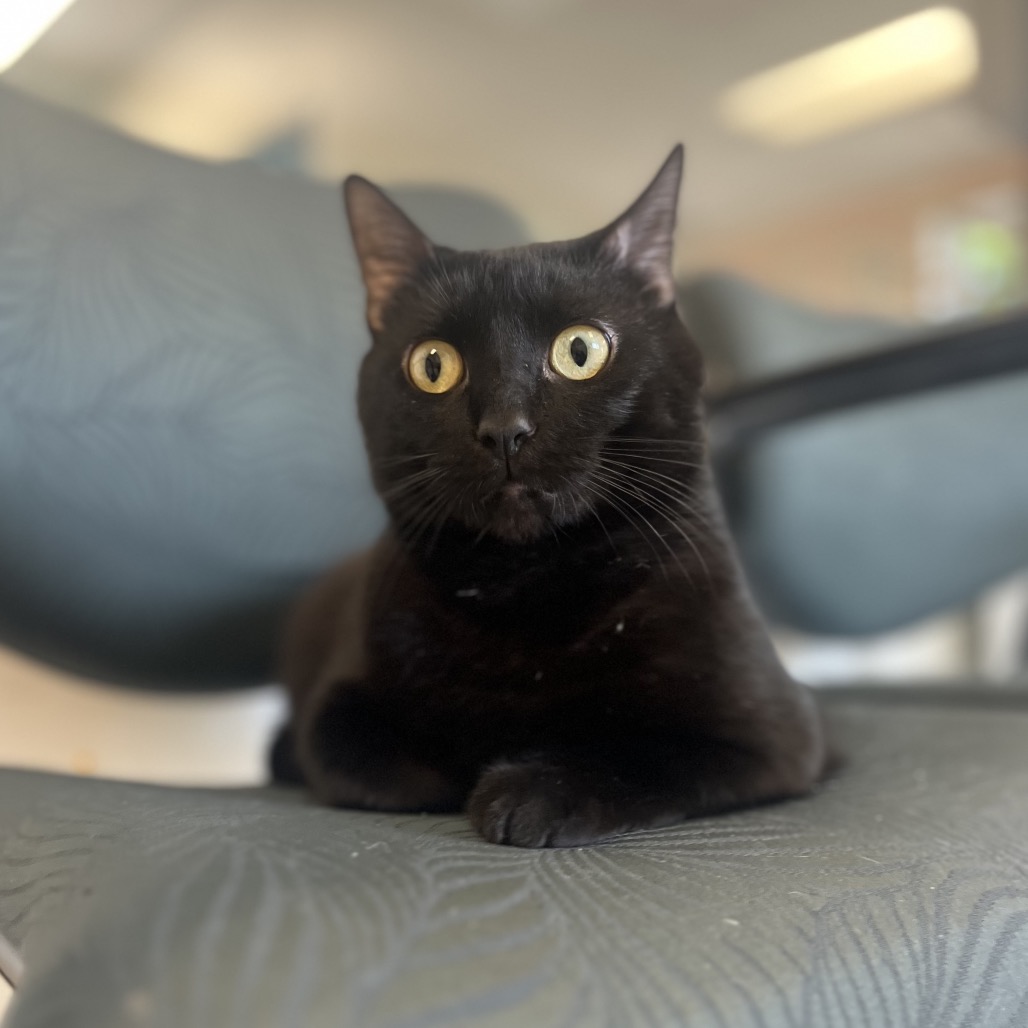 Binxy