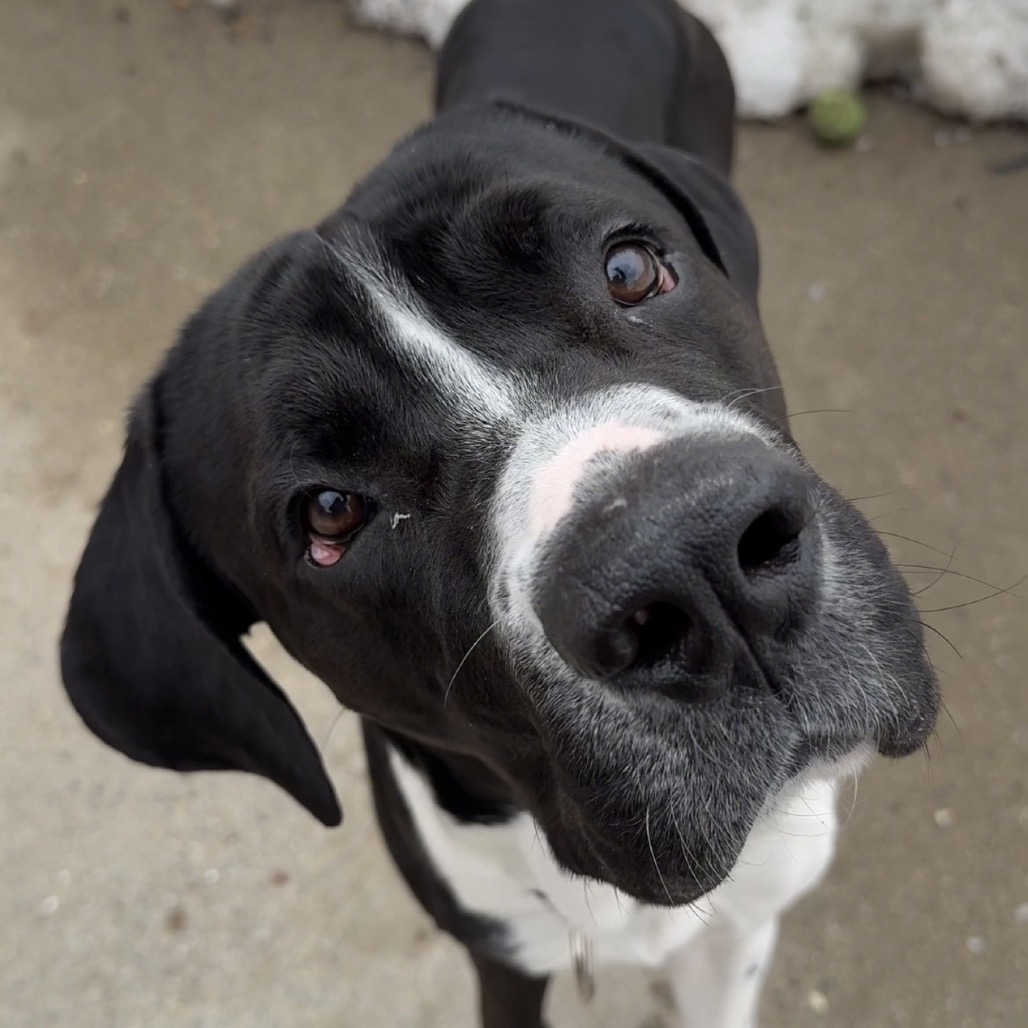 Bane $99 - See my Video! — thumbnail 7