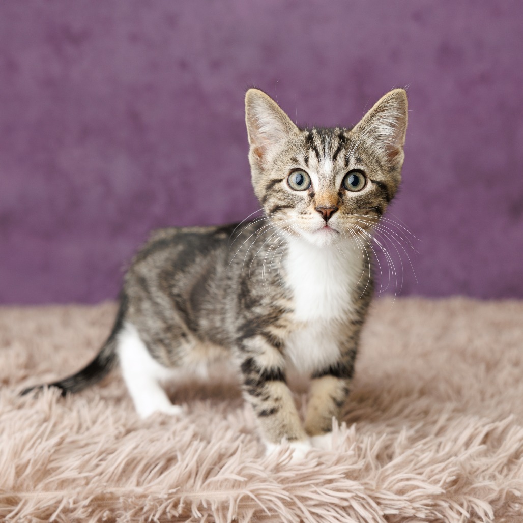 Sam Cat, photo 6