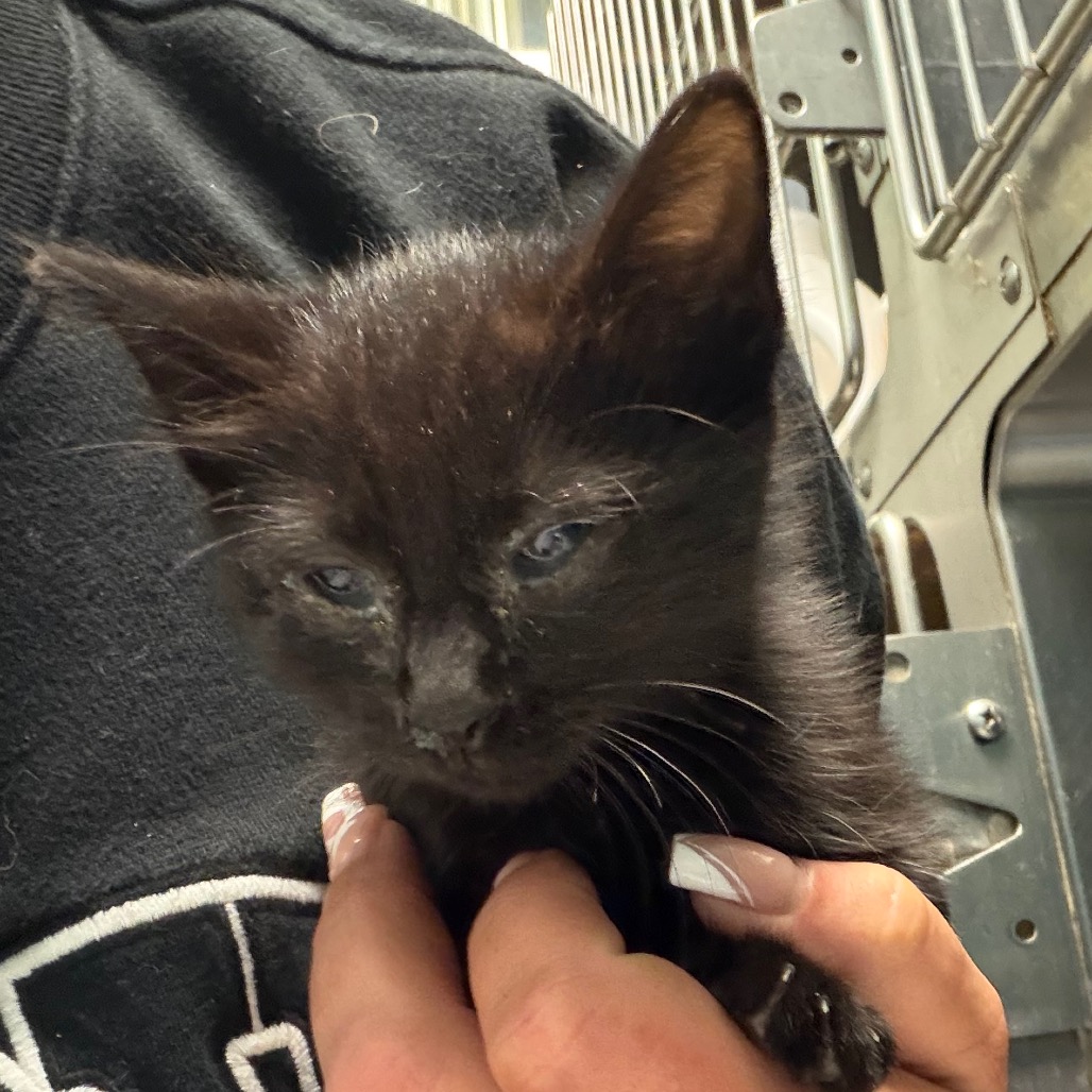 Sally, an adoptable cat at SPCA-BC