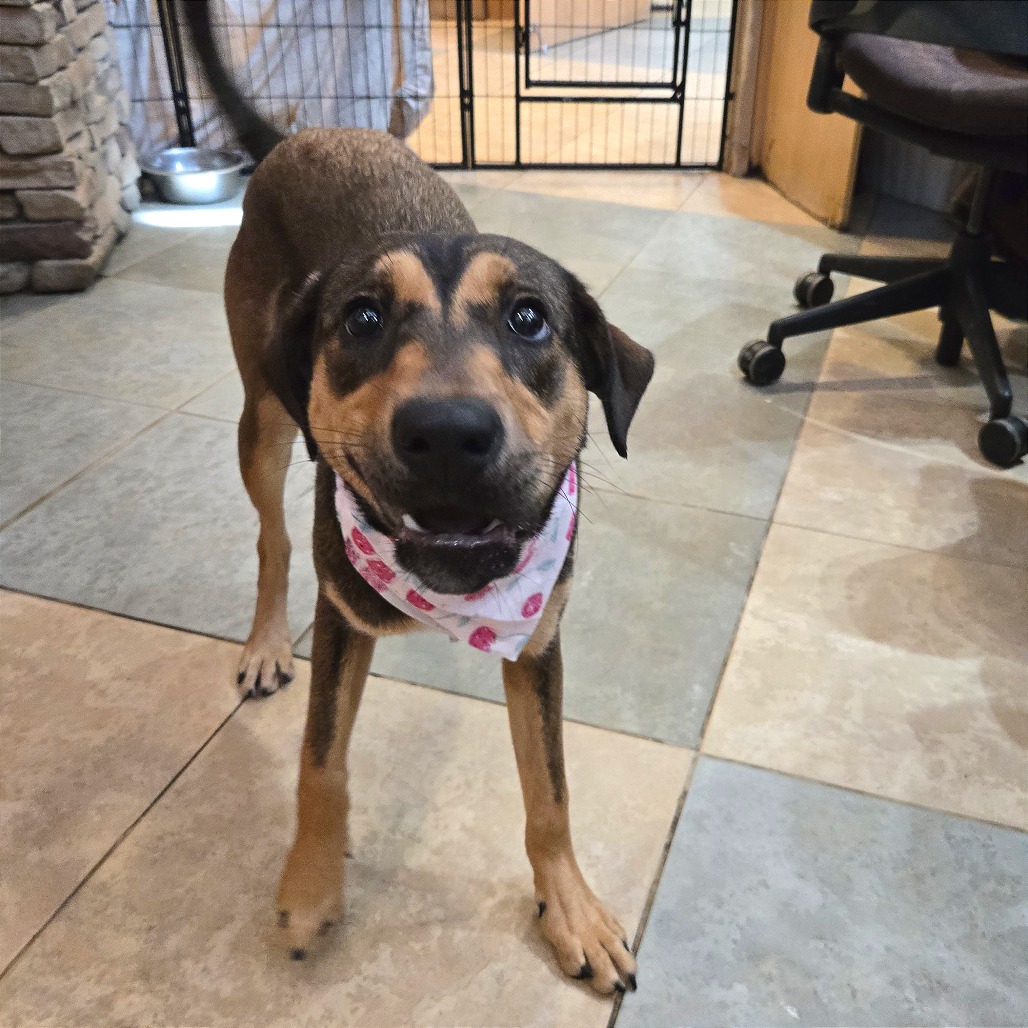 Cherry — thumbnail 10