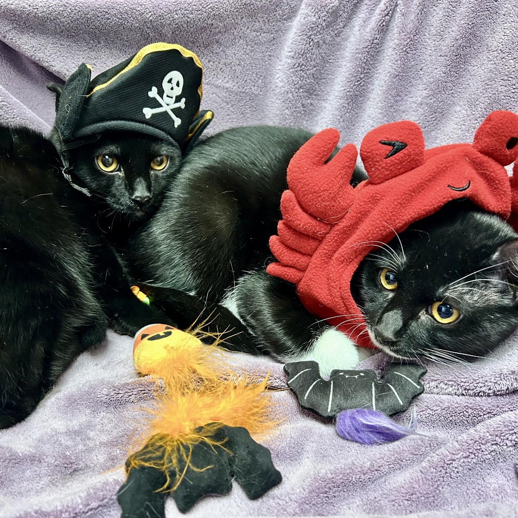 MR. SMEE - Domestic Shorthair available for adoption