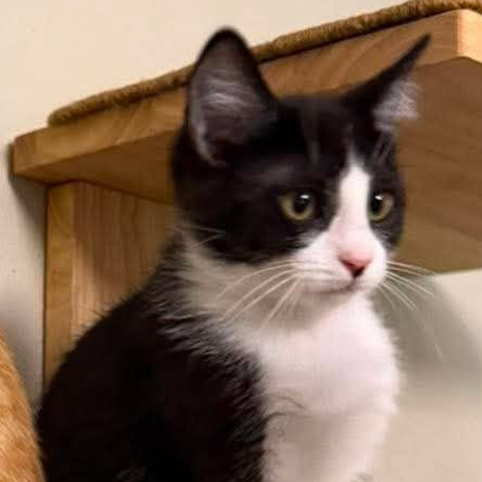Velma, available for adoption
