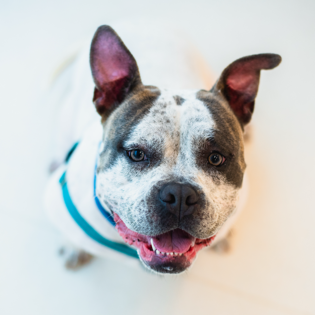 KIKI - Mixed Breed (Large) for adoption in Warwick