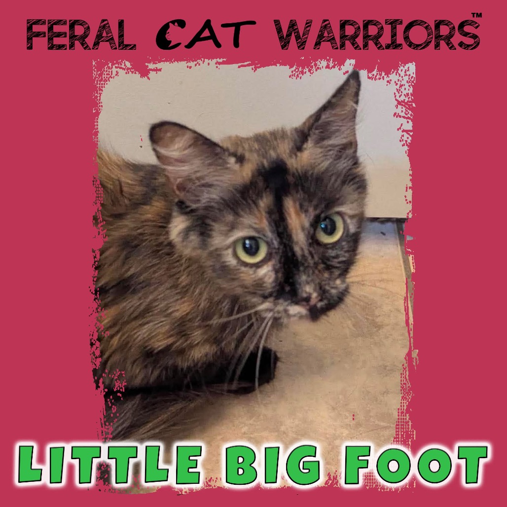 Little Big Foot