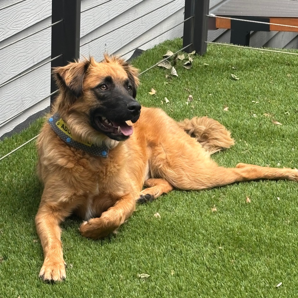 Nashua - FOSTER OR ADOPTER NEEDED