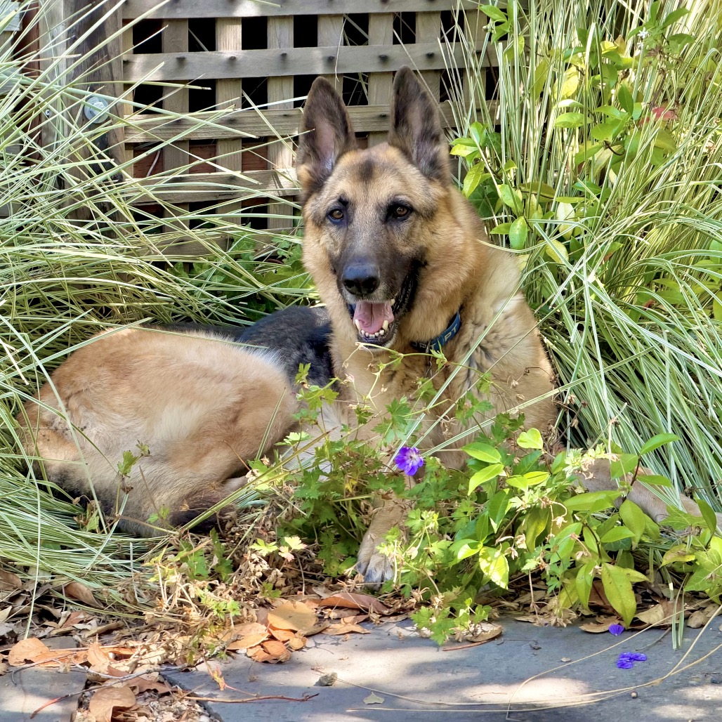 BUDDY, photo 11