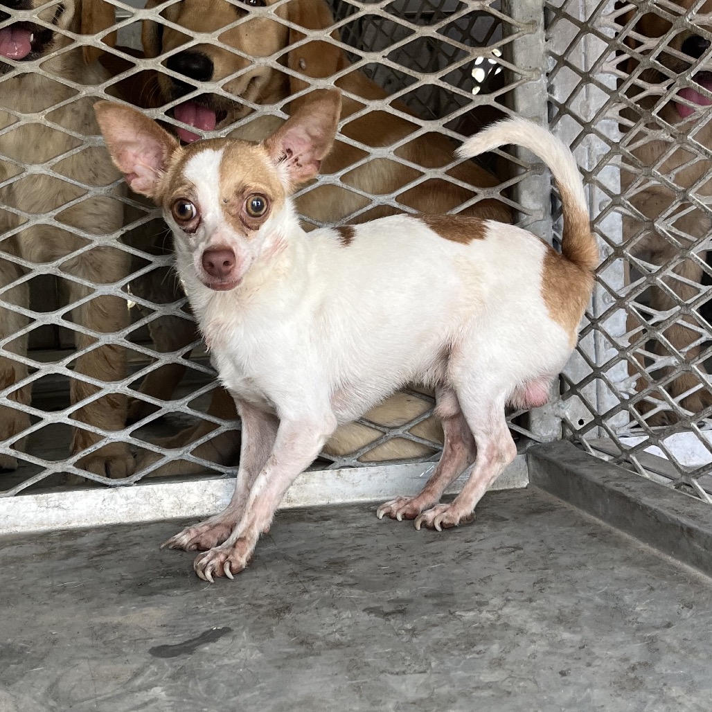 ANGEL - Chihuahua available for adoption