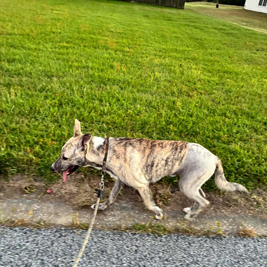 Gravy — thumbnail 4