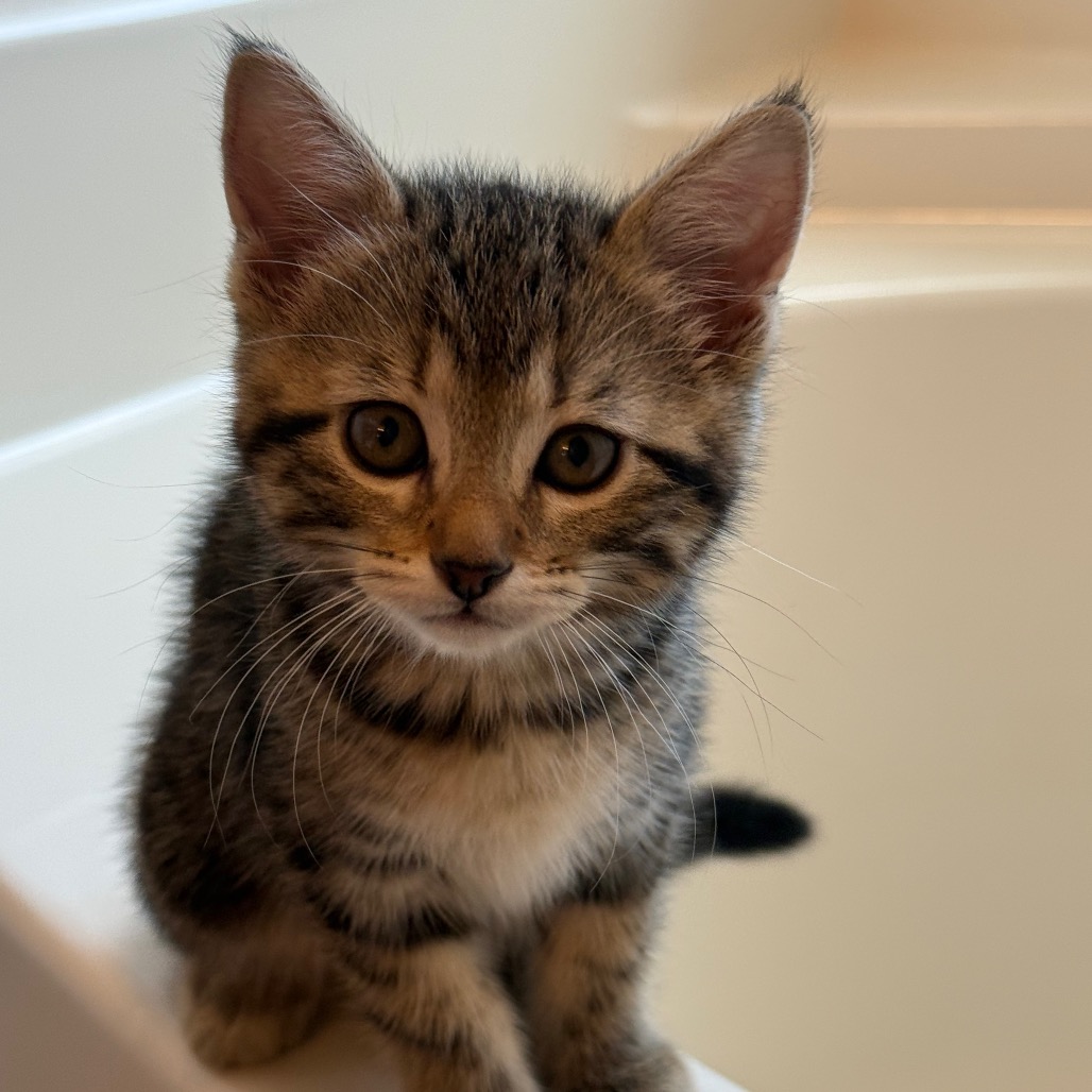Photo of Cerise