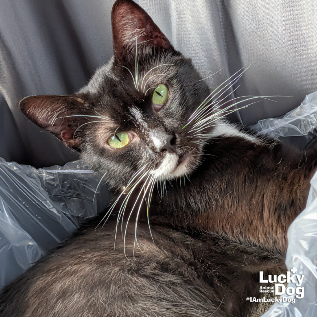 PIPPIN - Domestic Shorthair available for adoption