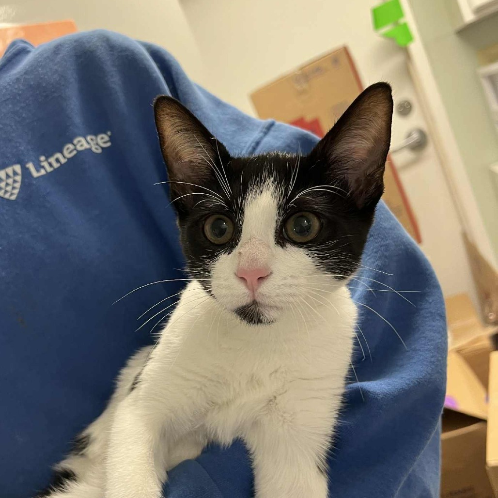 Brie — thumbnail 2