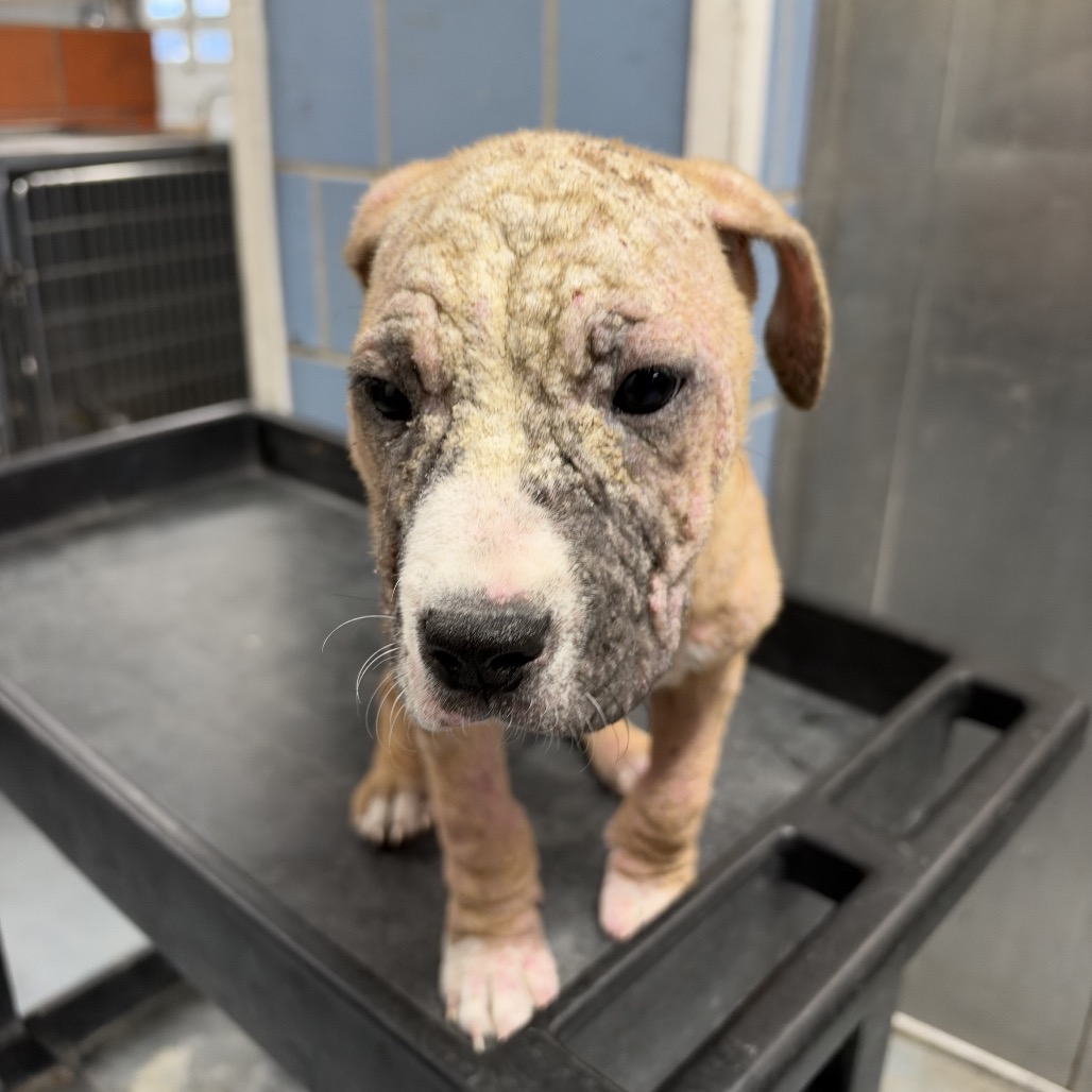 Pit Bull