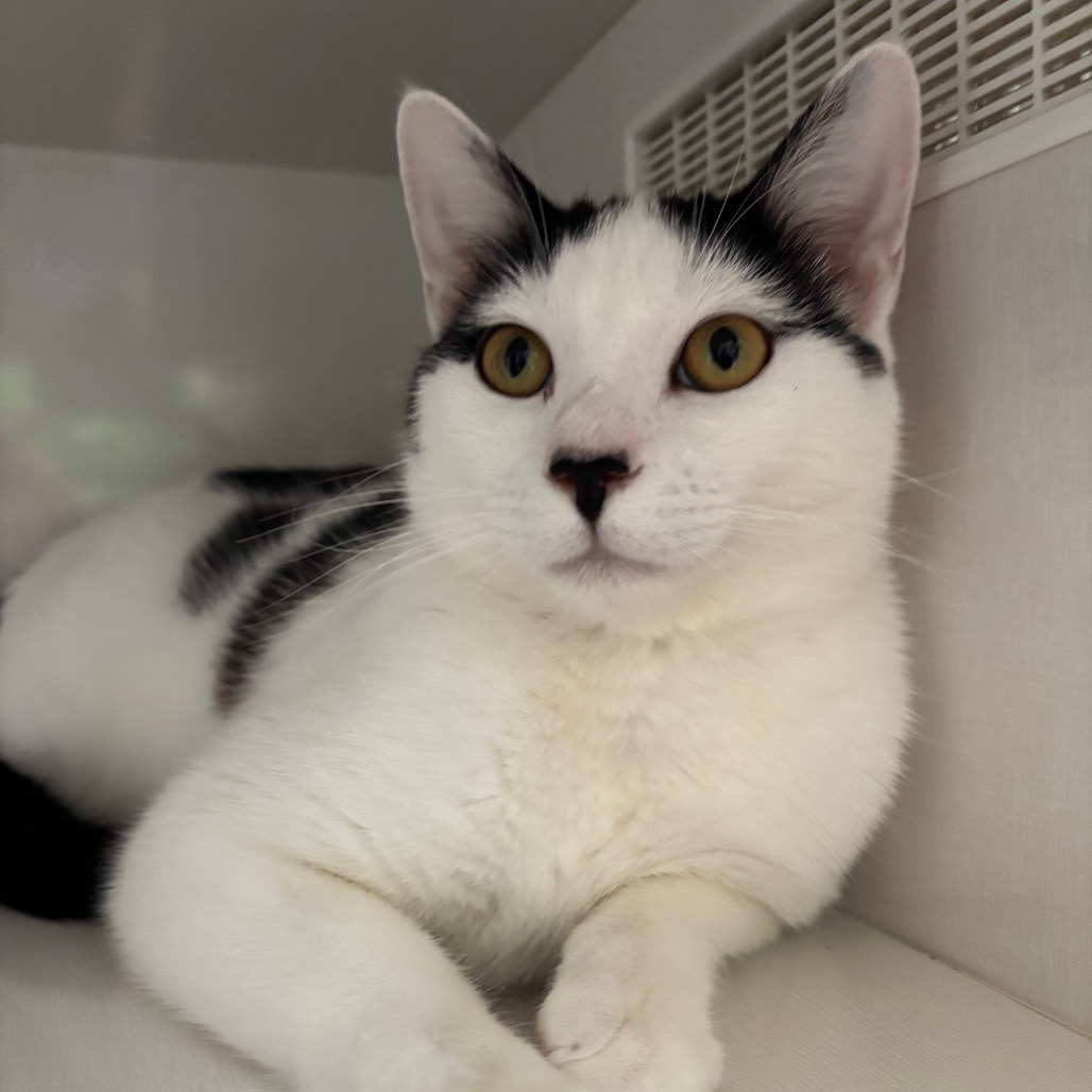 Robin - Domestic Shorthair