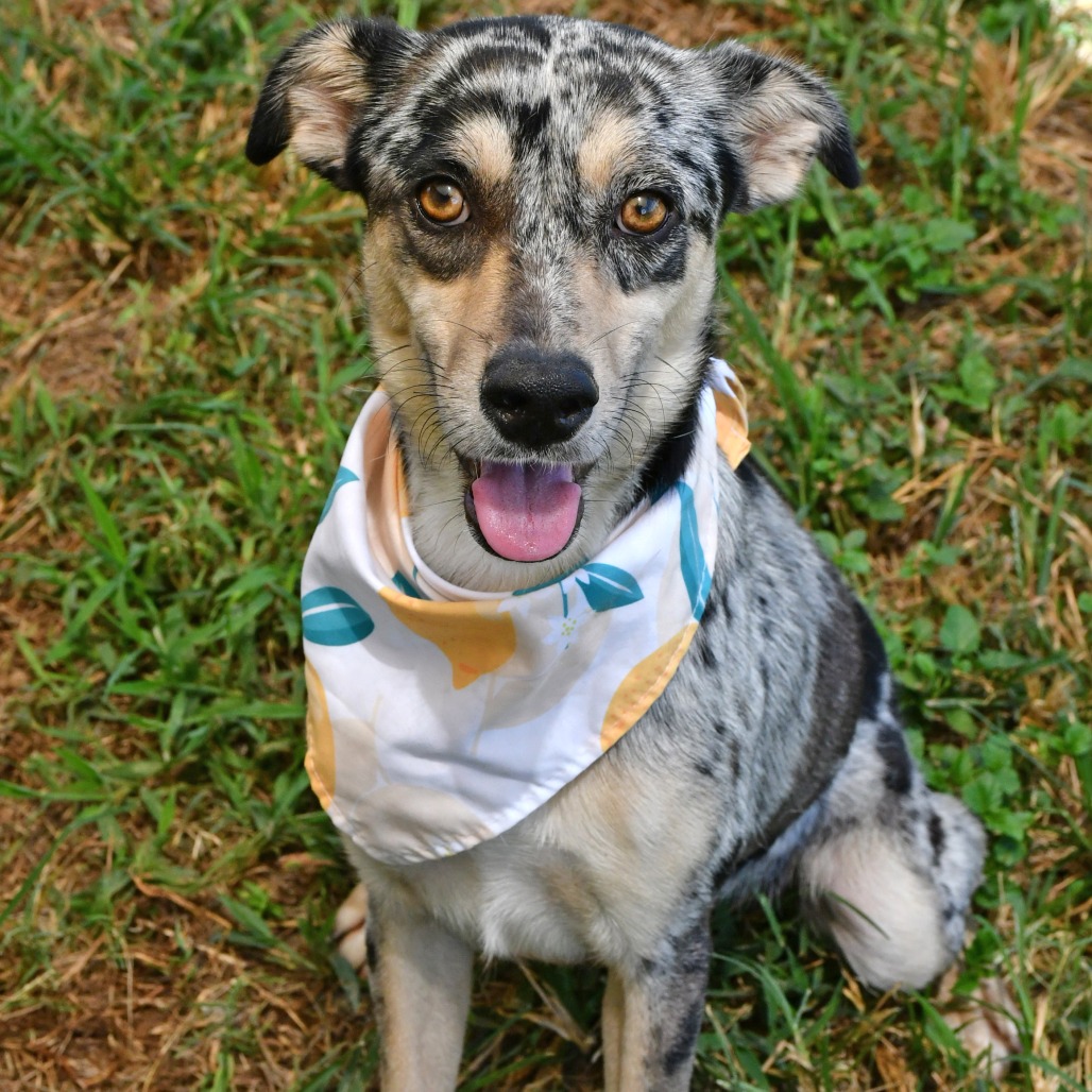LADY BUG - American Blue Heeler / Collie, Border available for adoption