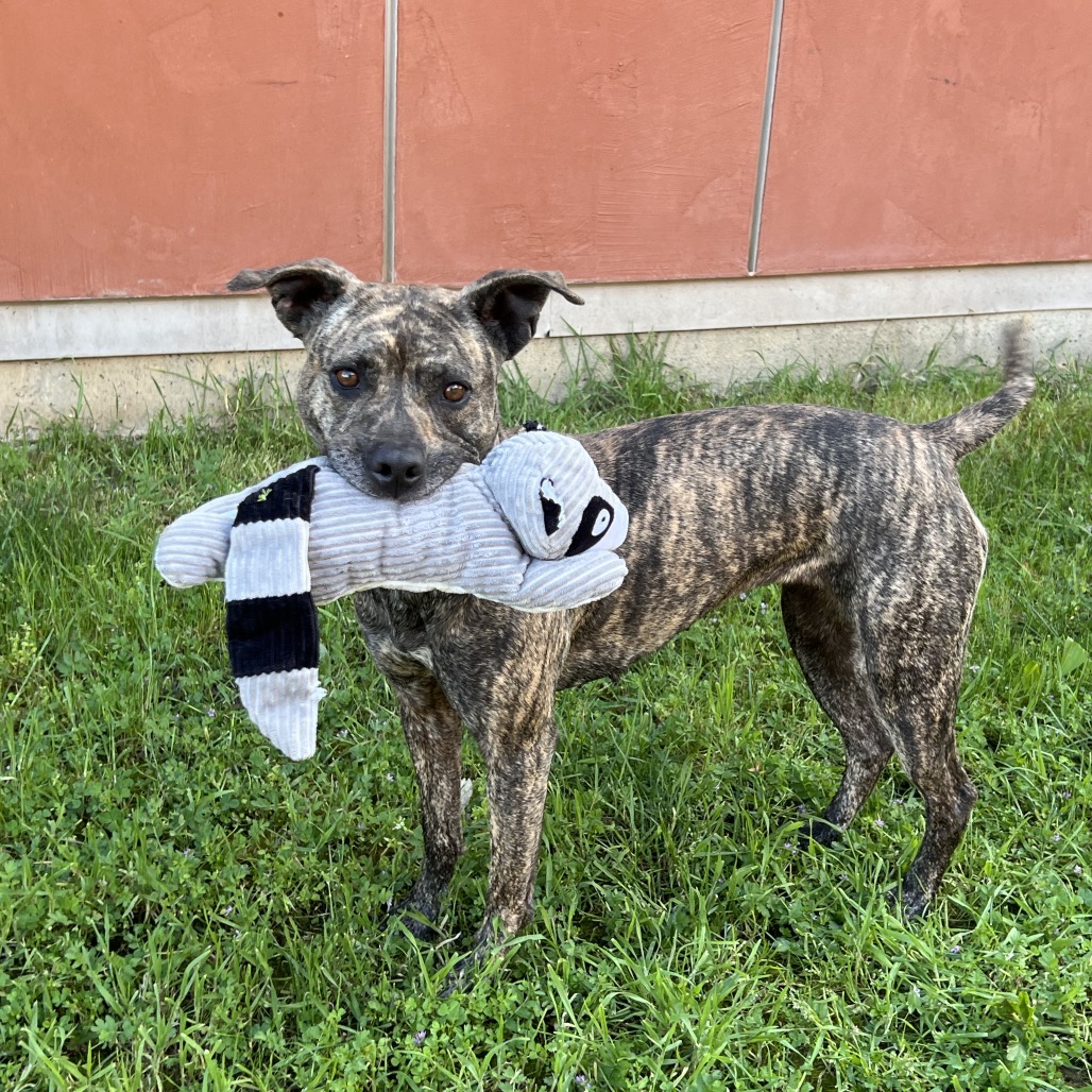 Kennel#11 Nova's preview photo