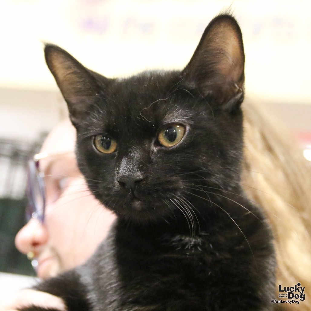 JERICHO - Domestic Shorthair available for adoption