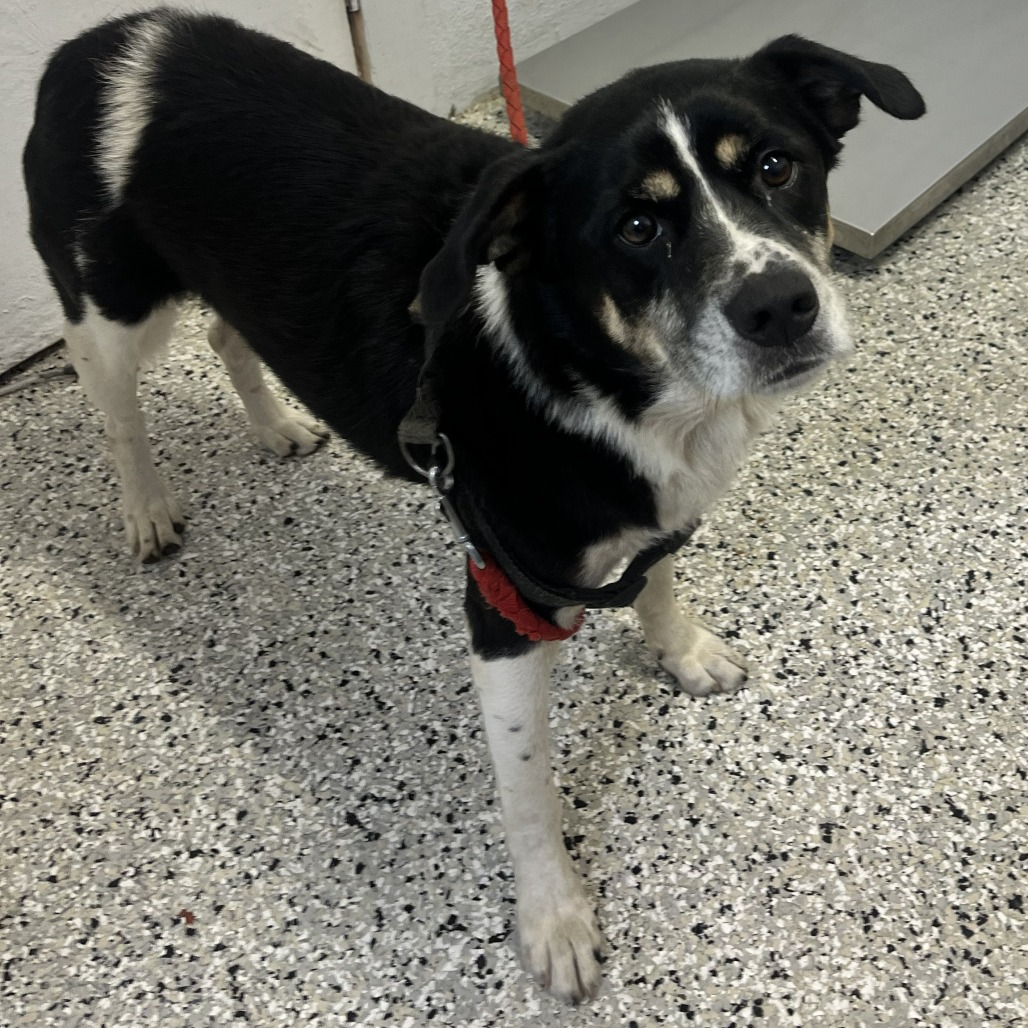 CHAN - Collie / Pointer available for adoption