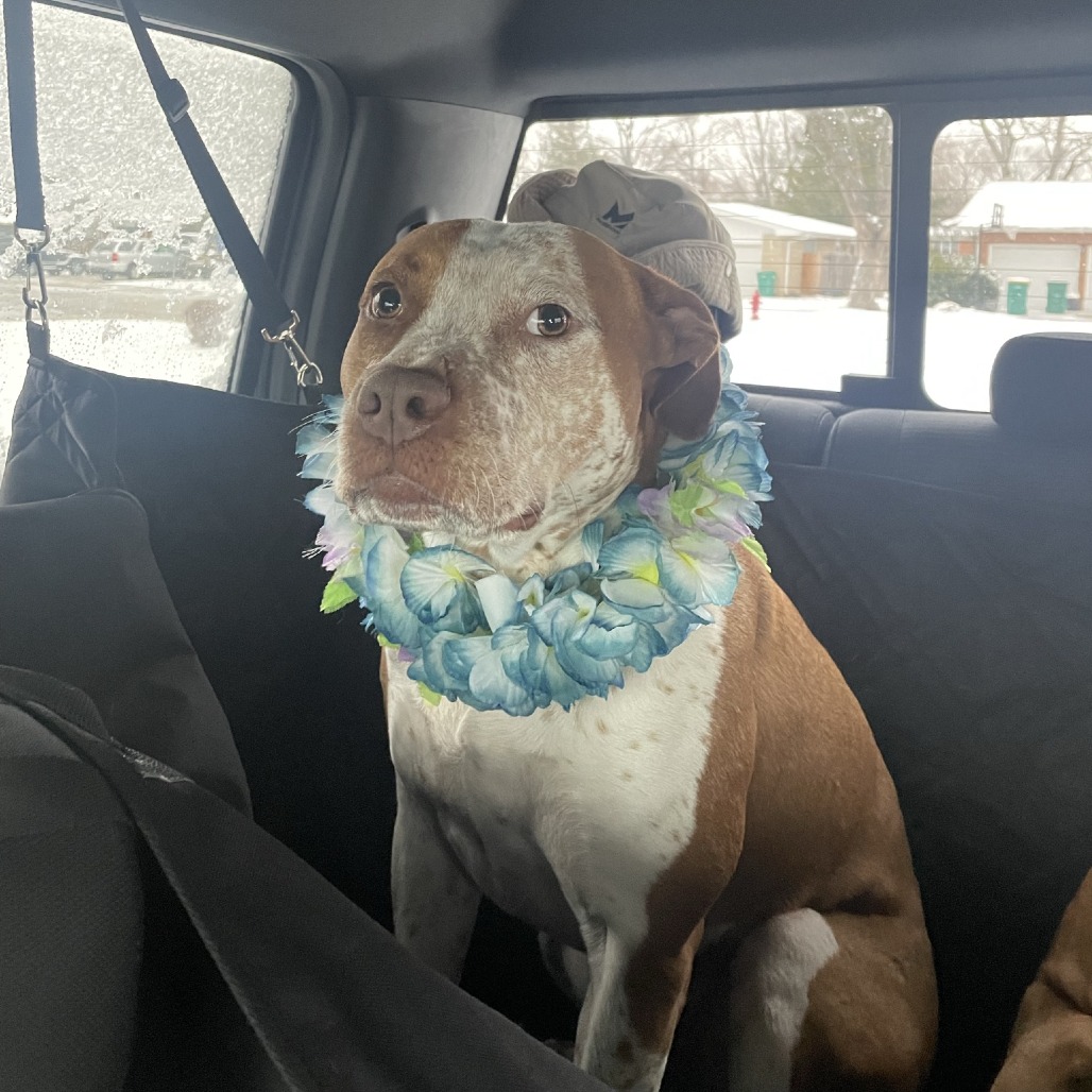 Bentley - Home to Home, photo 14